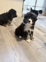 White, a female Miniature Australian Shepherd for sale in Bakersfield, CA – 5 of 8