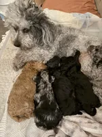 HOLLY, a female Miniature Goldendoodle for sale in Clarksville, VA – Photo 8 of 8