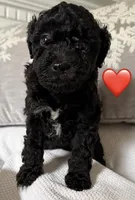 HOLLY, a female Miniature Goldendoodle for sale in Clarksville, VA – Photo 4 of 8