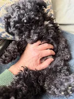 HOLLY, a female Miniature Goldendoodle for sale in Clarksville, VA – Photo 7 of 7