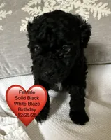 HOLLY, a female Miniature Goldendoodle for sale in Clarksville, VA – Photo 1 of 8