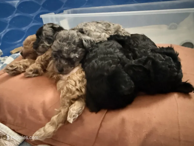 HOLLY – Miniature Goldendoodle puppy for sale in Clarksville, VA