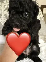 HOLLY, a female Miniature Goldendoodle for sale in Clarksville, VA – Photo 2 of 8