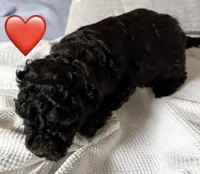 HOLLY, a female Miniature Goldendoodle for sale in Clarksville, VA – Photo 3 of 8