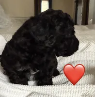 HOLLY, a female Miniature Goldendoodle for sale in Clarksville, VA – Photo 5 of 8