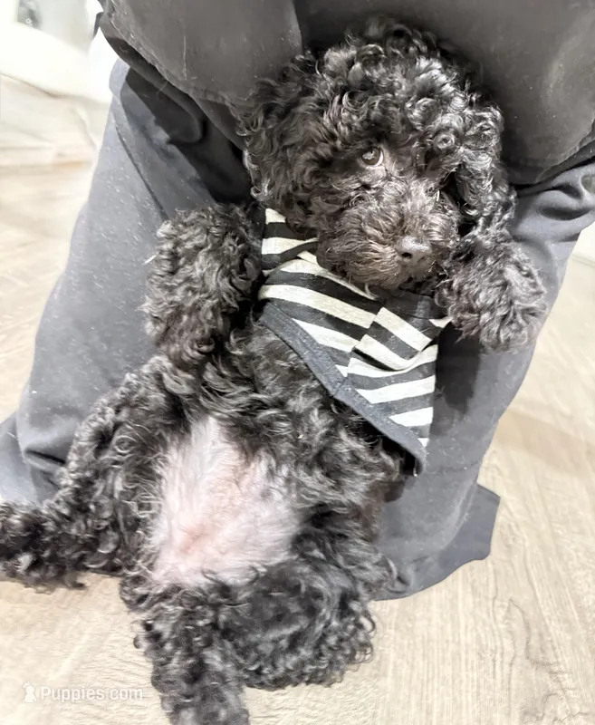 HOLLY – Miniature Goldendoodle puppy for sale in Clarksville, VA