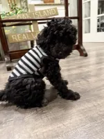 HOLLY, a female Miniature Goldendoodle for sale in Clarksville, VA – Photo 6 of 7