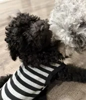 HOLLY, a female Miniature Goldendoodle for sale in Clarksville, VA – Photo 5 of 7