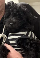 HOLLY, a female Miniature Goldendoodle for sale in Clarksville, VA – Photo 2 of 7