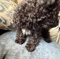 HOLLY, a female Miniature Goldendoodle for sale in Clarksville, VA – Photo 4 of 7