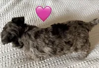 NOELLE , a female Miniature Goldendoodle for sale in Clarksville, VA – Photo 7 of 8