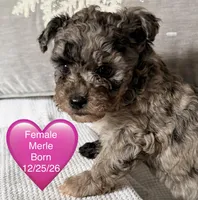 NOELLE , a female Miniature Goldendoodle for sale in Clarksville, VA – Photo 1 of 8