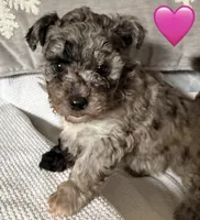 NOELLE , a female Miniature Goldendoodle for sale in Clarksville, VA – Photo 4 of 8