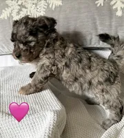 NOELLE , a female Miniature Goldendoodle for sale in Clarksville, VA – Photo 6 of 8