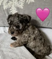 NOELLE , a female Miniature Goldendoodle for sale in Clarksville, VA – Photo 2 of 8