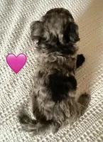 NOELLE , a female Miniature Goldendoodle for sale in Clarksville, VA – Photo 5 of 8