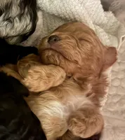 SCOUT, a male Miniature Goldendoodle for sale in Clarksville, VA – Photo 2 of 9