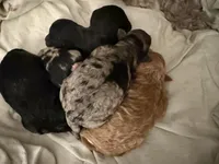 SCOUT, a male Miniature Goldendoodle for sale in Clarksville, VA – Photo 8 of 9