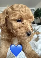 SCOUT, a male Miniature Goldendoodle for sale in Clarksville, VA – Photo 3 of 9