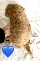 SCOUT, a male Miniature Goldendoodle for sale in Clarksville, VA – Photo 4 of 9