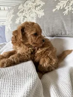 SCOUT, a male Miniature Goldendoodle for sale in Clarksville, VA – Photo 6 of 9