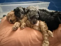 SCOUT, a male Miniature Goldendoodle for sale in Clarksville, VA – Photo 7 of 9