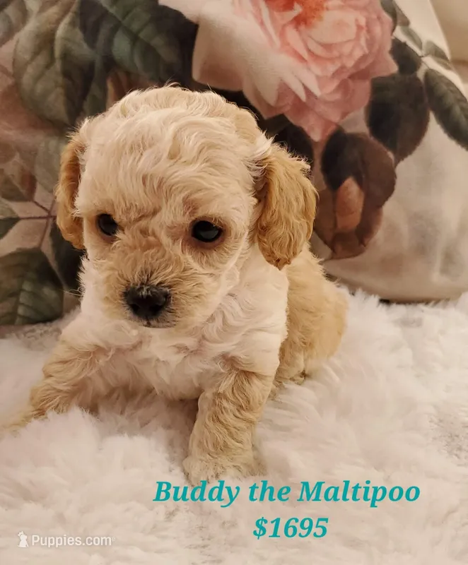 Buddy – Maltipoo puppy for sale in Peoria, AZ