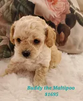Buddy, a male Maltipoo for sale in Peoria, AZ – Photo 1 of 8