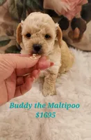 Buddy, a male Maltipoo for sale in Peoria, AZ – Photo 4 of 8