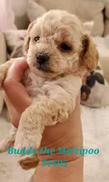 Buddy, a male Maltipoo for sale in Peoria, AZ – Photo 3 of 8