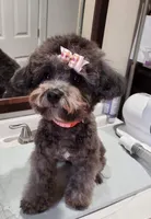 Buddy, a male Maltipoo for sale in Peoria, AZ – Photo 5 of 8