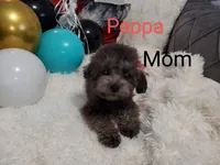 Buddy, a male Maltipoo for sale in Peoria, AZ – Photo 8 of 8