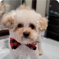 Buddy, a male Maltipoo for sale in Peoria, AZ – Photo 7 of 8