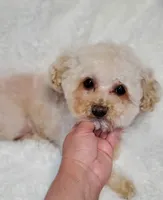 Buddy, a male Maltipoo for sale in Peoria, AZ – Photo 6 of 8