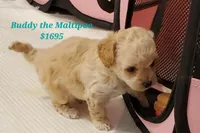 Buddy, a male Maltipoo for sale in Peoria, AZ – Photo 2 of 8