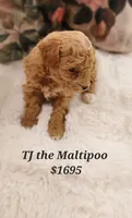 Teddy Bear , a male Maltipoo for sale in Peoria, AZ – Photo 3 of 5