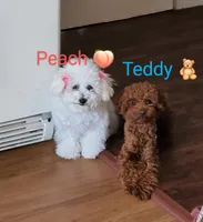 Teddy Bear , a male Maltipoo for sale in Peoria, AZ – Photo 5 of 5