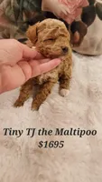 Teddy Bear , a male Maltipoo for sale in Peoria, AZ – Photo 4 of 5