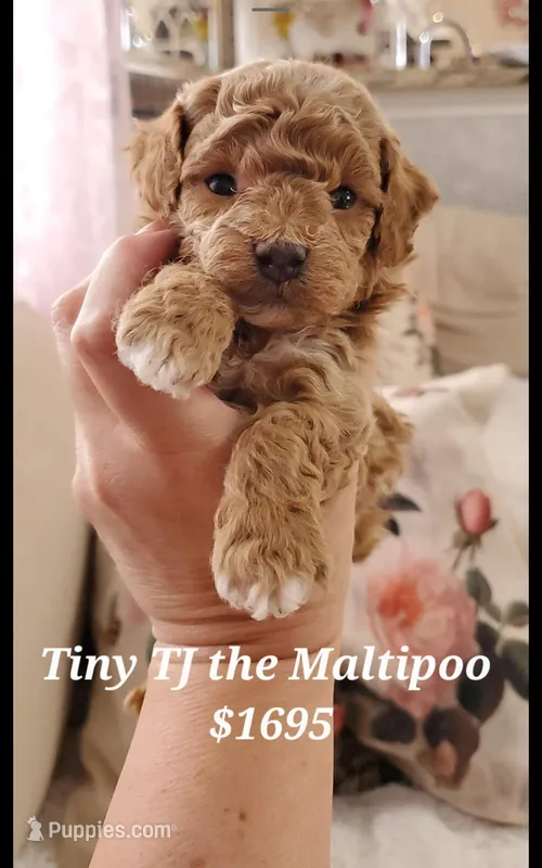Teddy Bear , a male Maltipoo for sale in Peoria, AZ – Photo 1 of 5