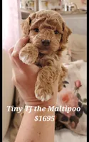 Teddy Bear , a male Maltipoo for sale in Peoria, AZ – Photo 1 of 5