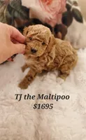 Teddy Bear , a male Maltipoo for sale in Peoria, AZ – Photo 2 of 5