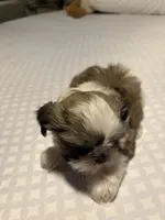 Puppy E, a male Shih Tzu for sale in Apple Valley, CA – Photo 2 of 2