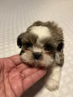 Puppy E, a male Shih Tzu for sale in Apple Valley, CA – Photo 1 of 2