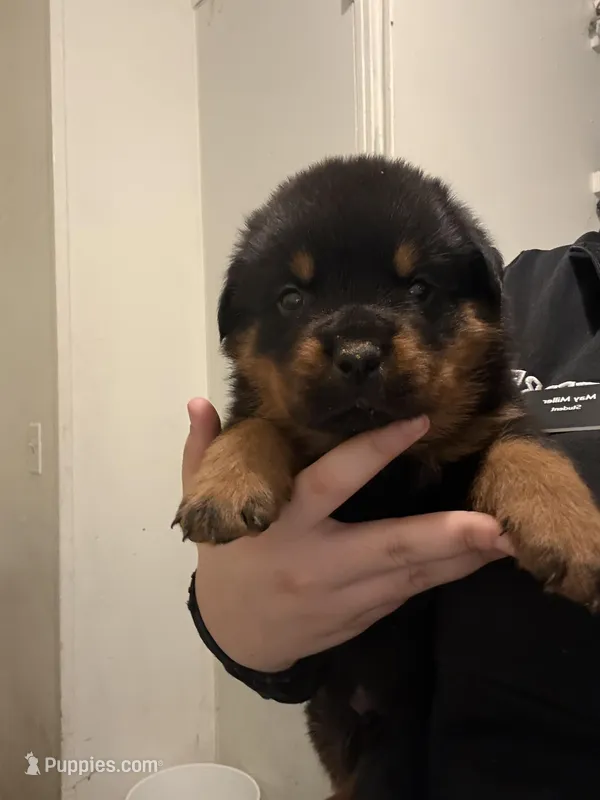 Black – Rottweiler puppy for sale in Lansing, MI