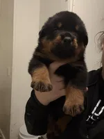 Black, a male Rottweiler for sale in Lansing, MI – Photo 2 of 3