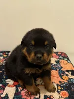 Black, a male Rottweiler for sale in Lansing, MI – Photo 3 of 3