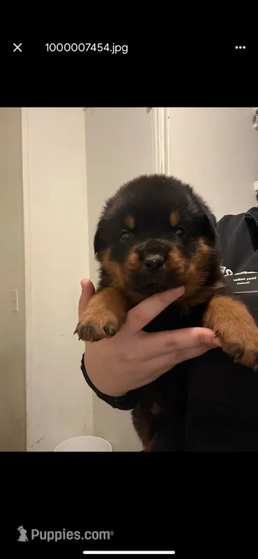Black – Rottweiler puppy for sale in Lansing, MI