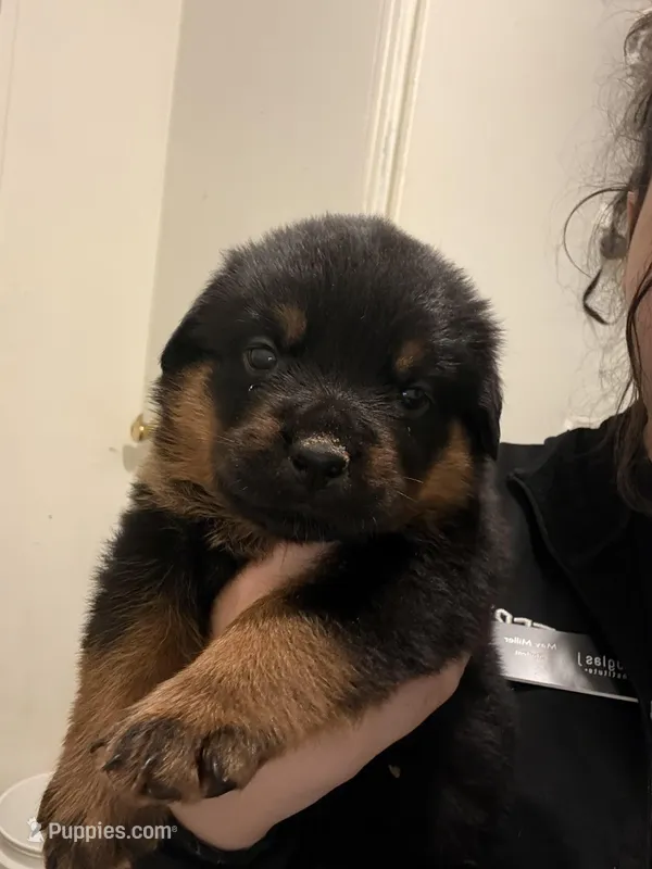 Red – Rottweiler puppy for sale in Lansing, MI