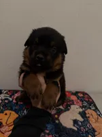 Red, a male Rottweiler for sale in Lansing, MI – Photo 2 of 5