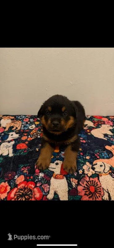 Red – Rottweiler puppy for sale in Lansing, MI